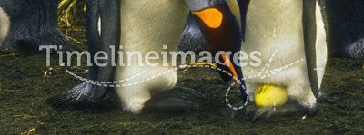 Penguins with Egg