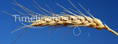 Grain wheat