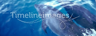 Dolphins - Galapagos Islands