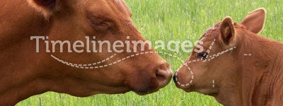Cow and calf kiss