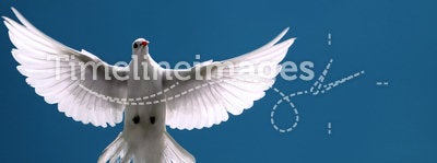 White Dove in Flight Blue Sky