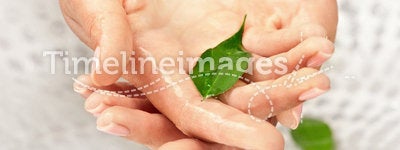 Woman's hands with green leaf in water
