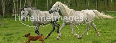 Running Arabian horses and dog, Shagya arab