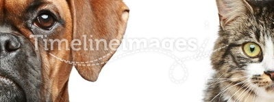 Dogs and cats. half of muzzle close up portrait