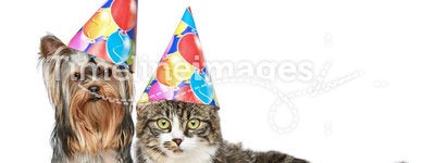 Cat and dog in party hat on a white background
