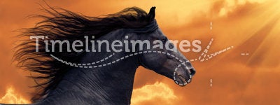 Portrait of frisian horse runs gallop in sunset