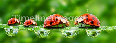 Ladybugs family.