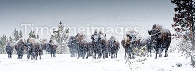 American Bison Herd