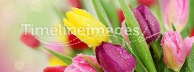 Spring tulip flowers