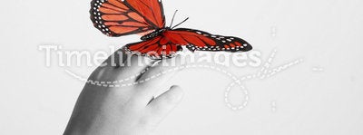 Red monarch butterfly