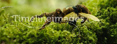 Tarantula and hawk wasp