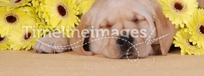 Puppy with yellow flowers