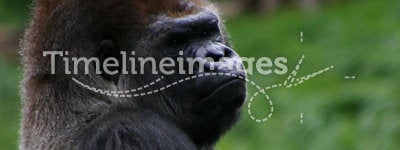 Reclining gorilla
