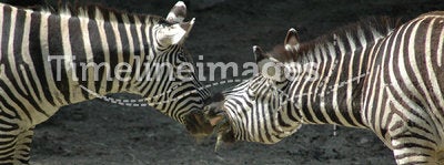 Kissing zebra horses