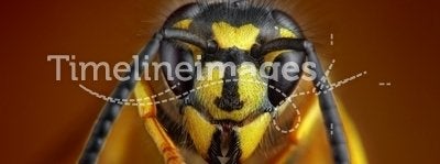 Wasp detailed portrait