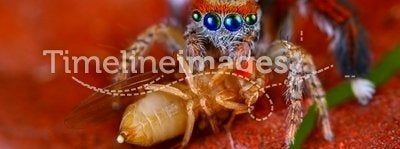 jumping spider Saitis barbipes with fruit fly