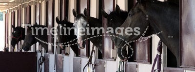 Horses in a stable