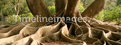 Roots of Bay Fig tree