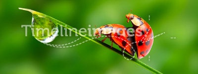 Love-making ladybugs couple.