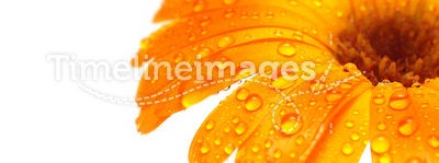 flower macro with water droplets