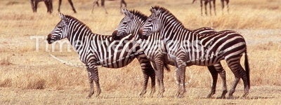Three Zebras, Ngorongoro Crater, Tanzania