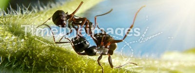 Garden ants fight on green leaf under sun