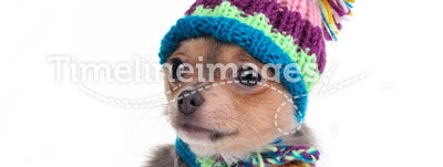 Chihuahua Puppy Dressed For Cold Weather