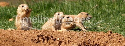 A family of Prairie Dogs