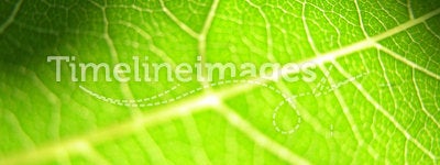 Green leaf closeup 3