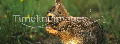 Wet Cottontail Rabbit