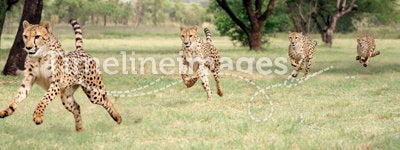 Cheetah running sequence