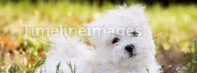 Maltese puppy (2 months old)