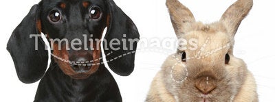 Rabbit and dog. Close-up portrait