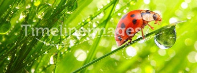 The Ladybug on a dewy grass.