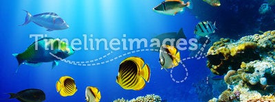 Tropical fish over coral reef