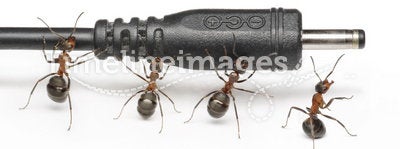 Team of ants works with plug connection, teamwork