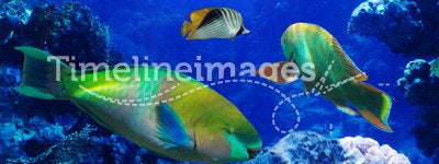 Tropical fish in coral reef