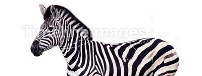Zebra Isolated on White