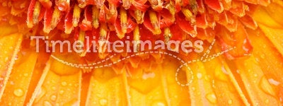 Water drops on orange daisy