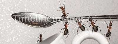 A break, team of ants and spoon over coffee cup