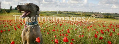 Dog in poppy field 2