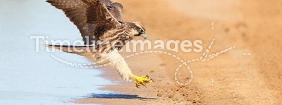 Lanner Falcon in flight landing near water