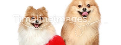Two Spitz puppies in love