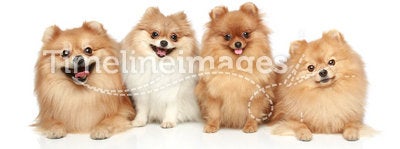 Funny group of Spitz puppies