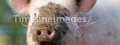 Happy Pig Portrait