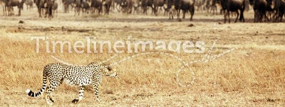 Masai Mara Cheetah Stalking Wildebeest