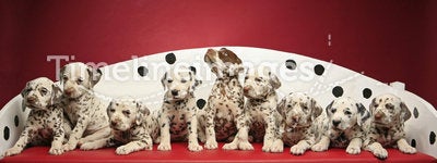 Dalmatian puppies on a bench