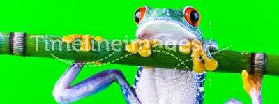 Crazy frog