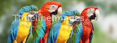 Four large parrot
