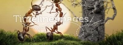 Ants know to play games, scientific fact